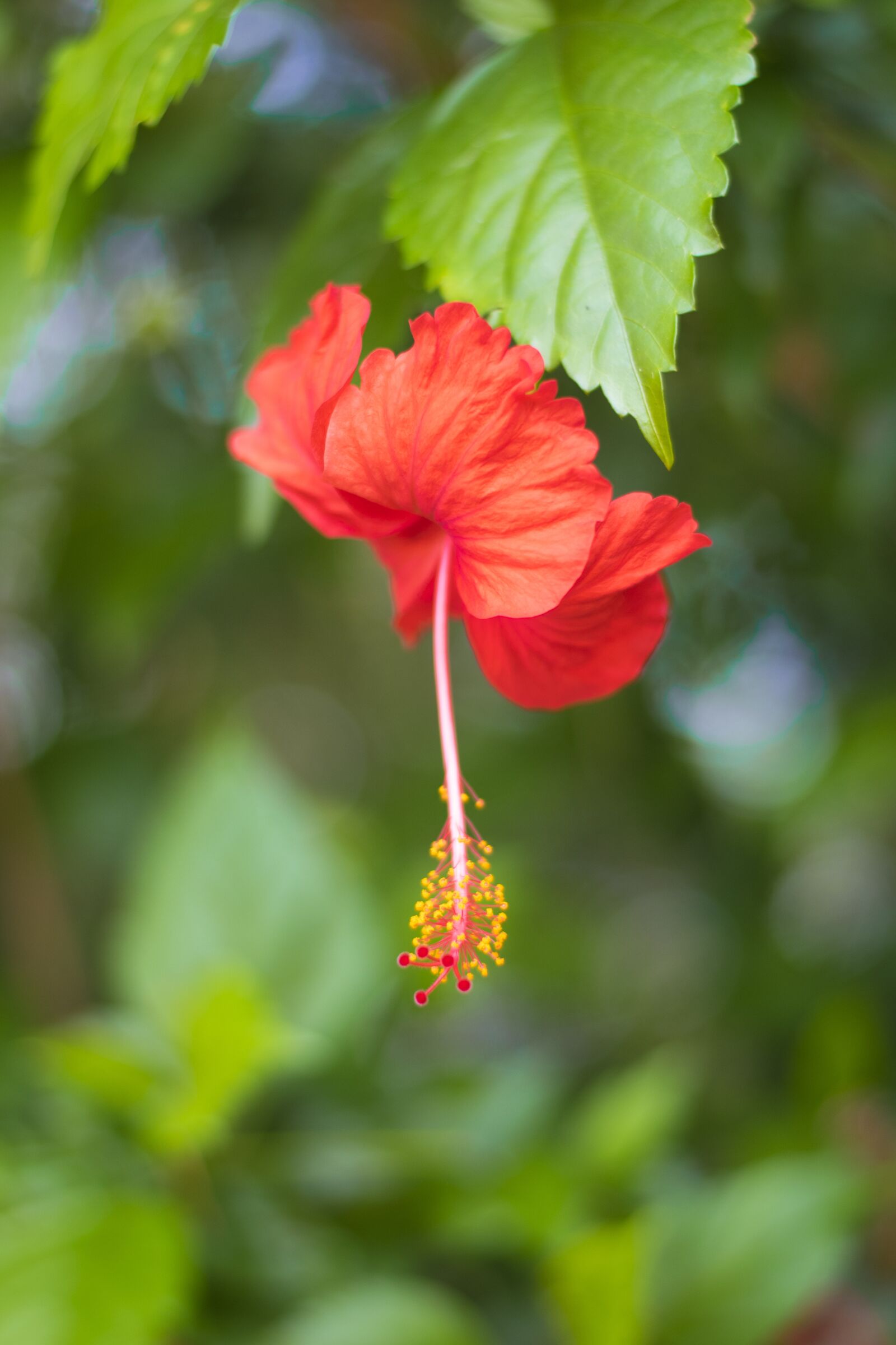 Nikon D3300 sample photo. Hibiscus, flower, red photography