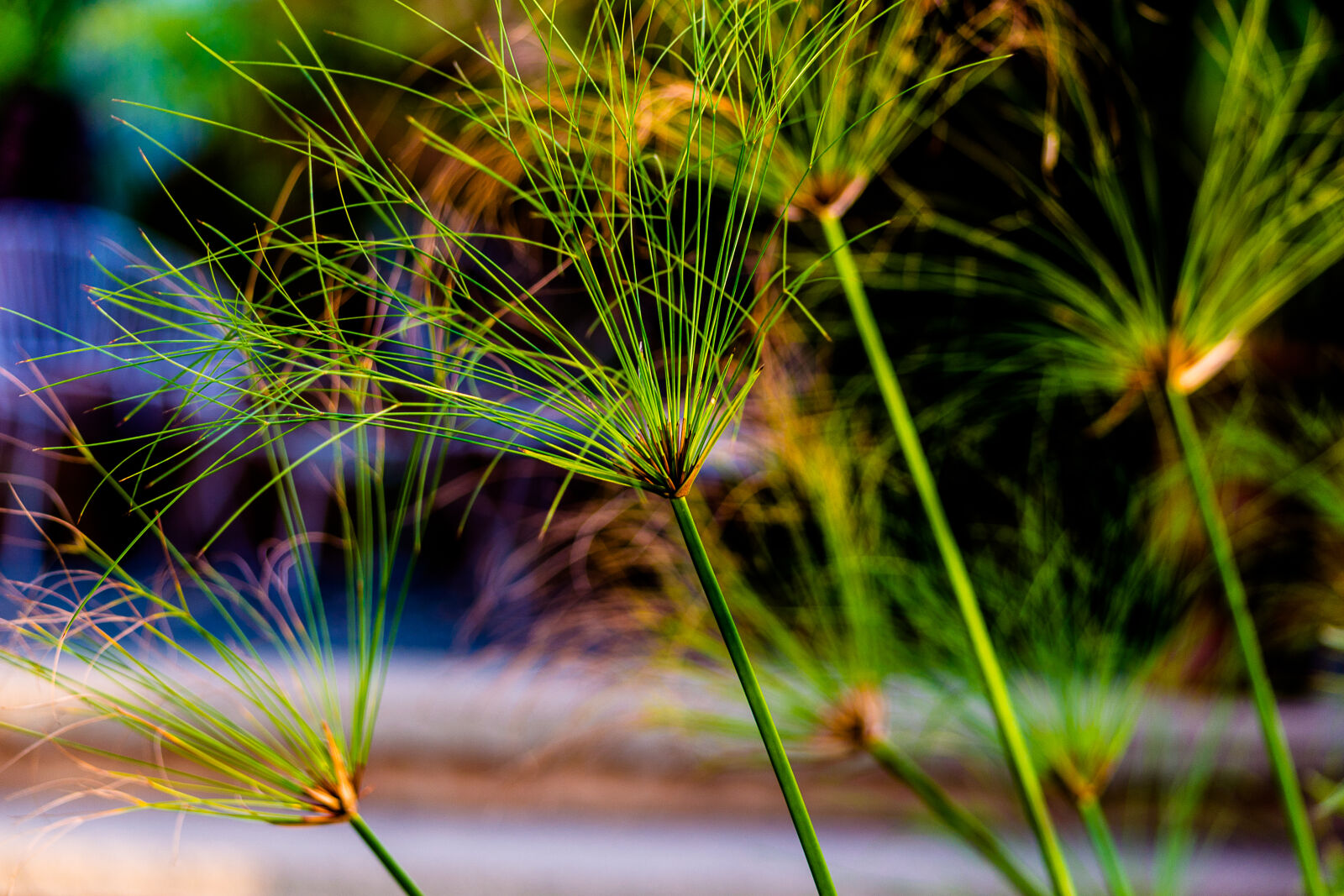 Nikon D3100 sample photo