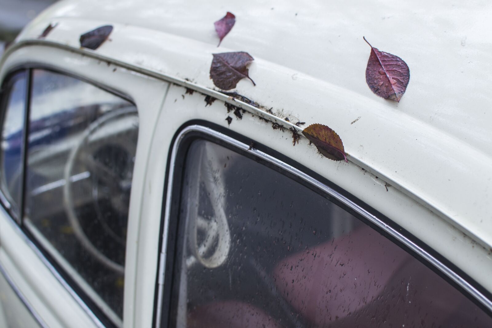 Nikon D3100 sample photo. Leaves, car, leaf photography