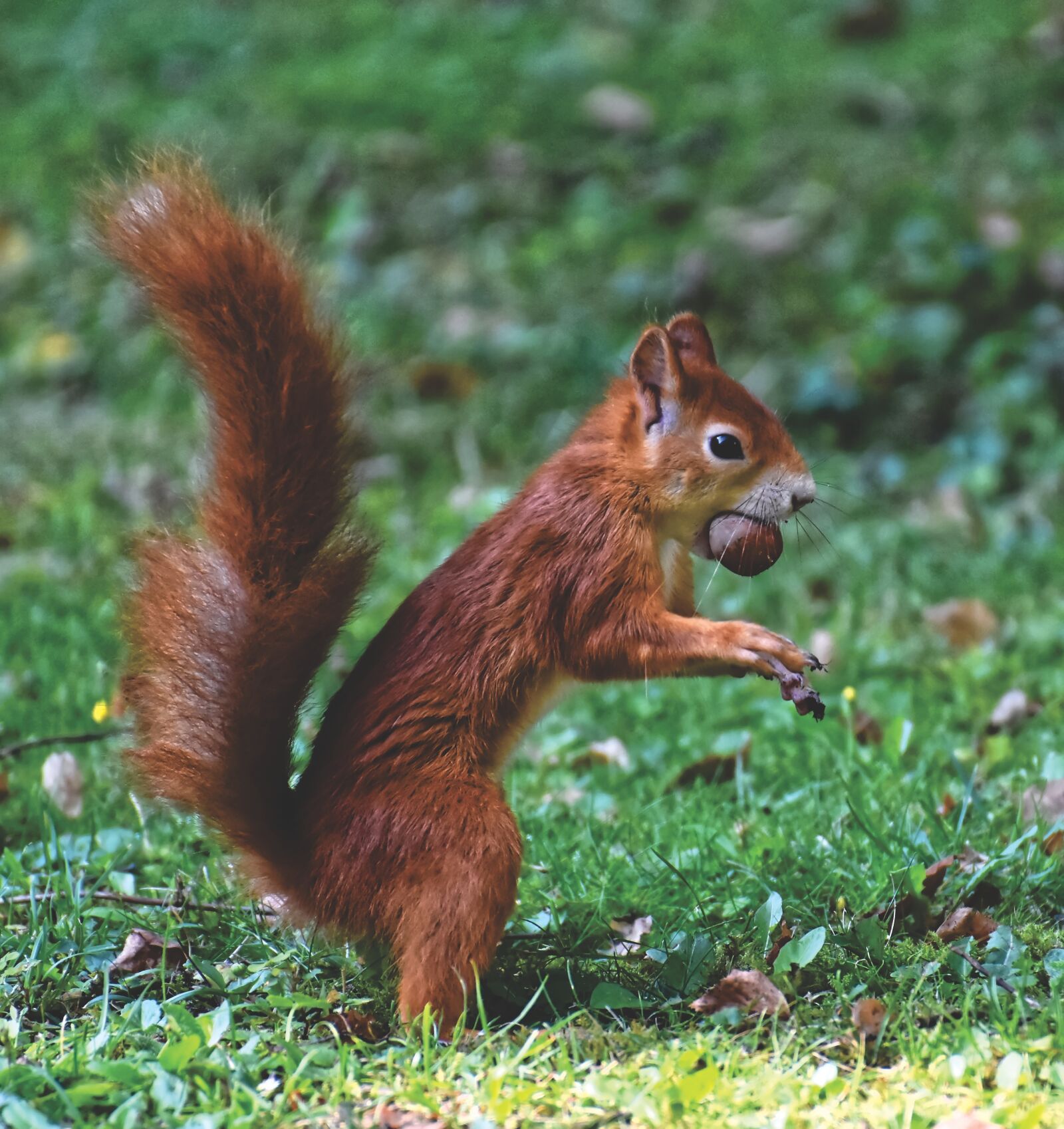 Nikon D7200 sample photo. Squirrel, nager, cute photography