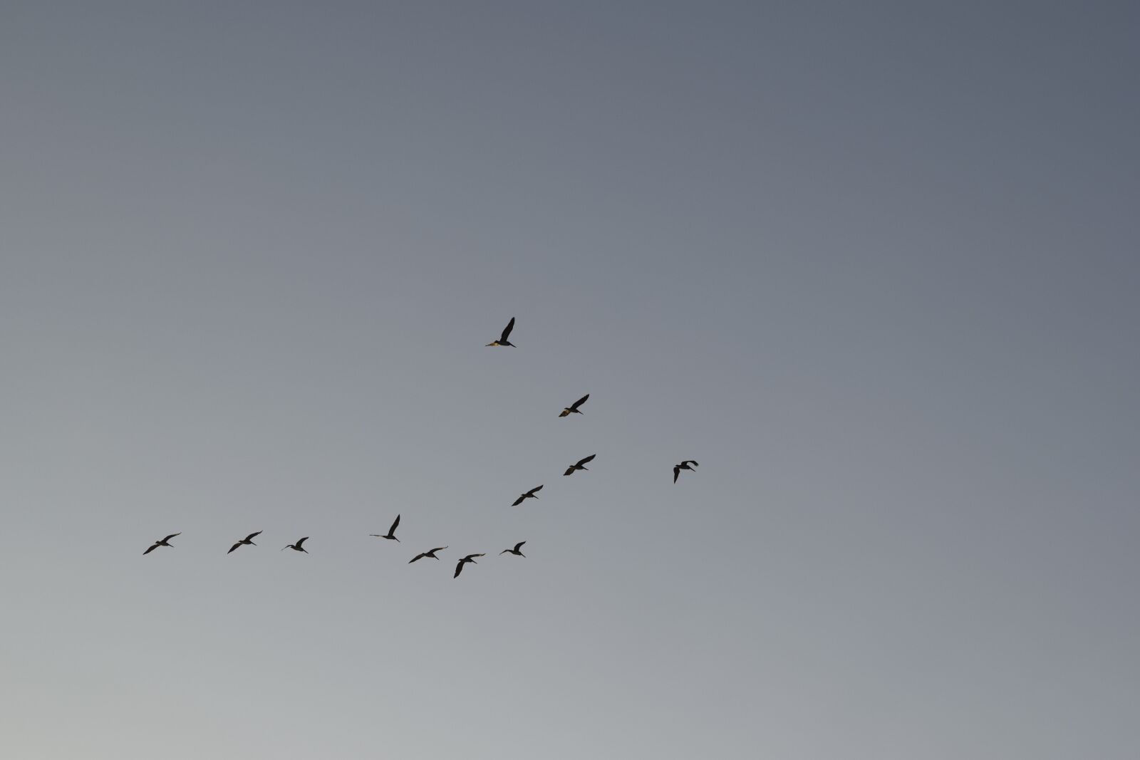 Nikon D5300 sample photo. Sky, birds, flock photography
