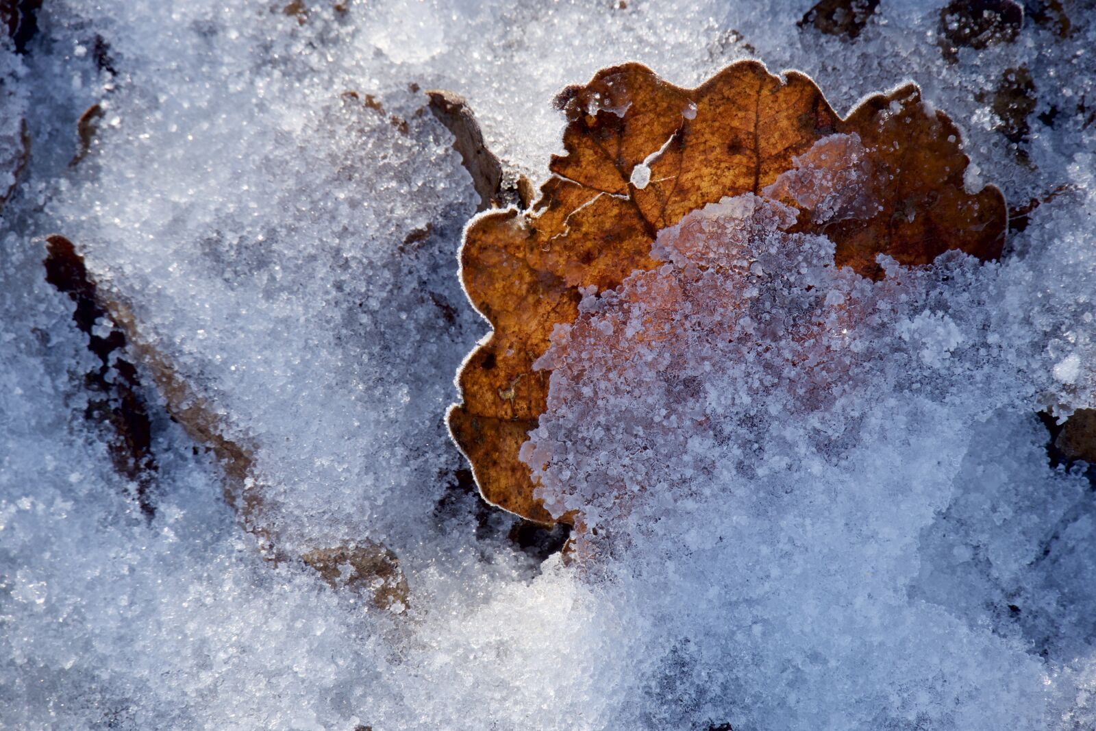 Canon PowerShot G3 X sample photo. Ice, winter, leaf photography