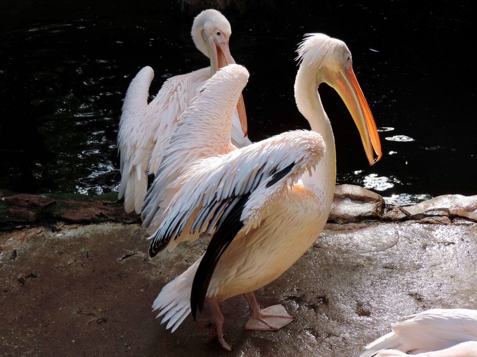 Nikon Coolpix P520 sample photo. Pelicans, water bird, plumage photography