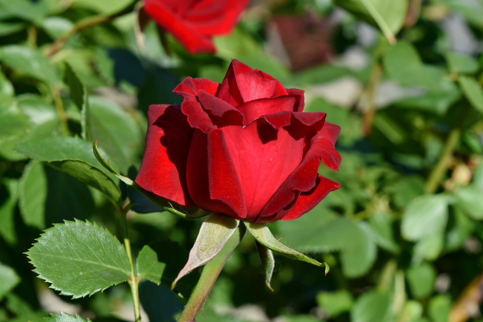 Nikon D5500 sample photo. Horticulture, red, roses, leaf photography