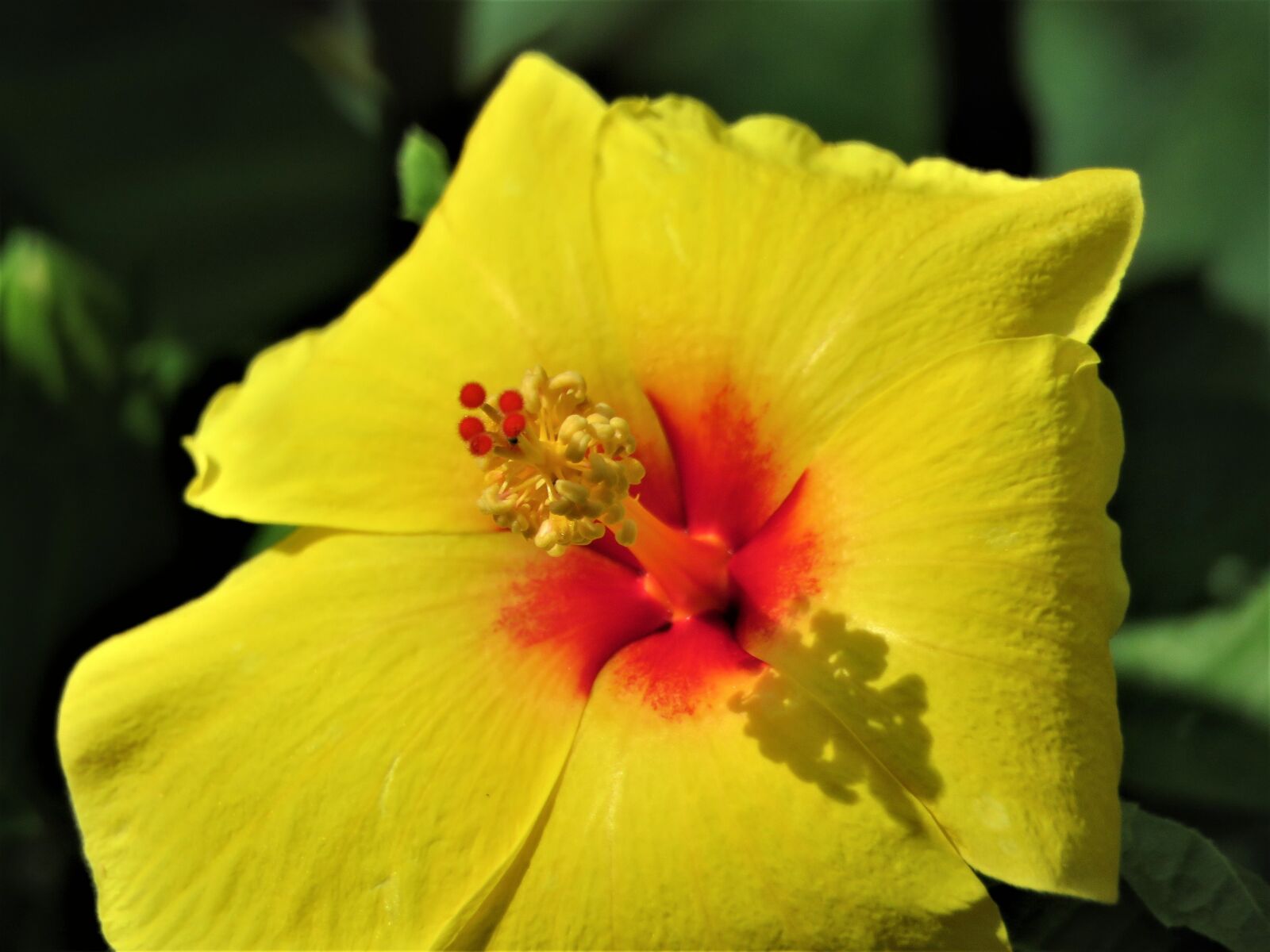 Canon PowerShot SX60 HS sample photo. Flower, yellow, rust photography