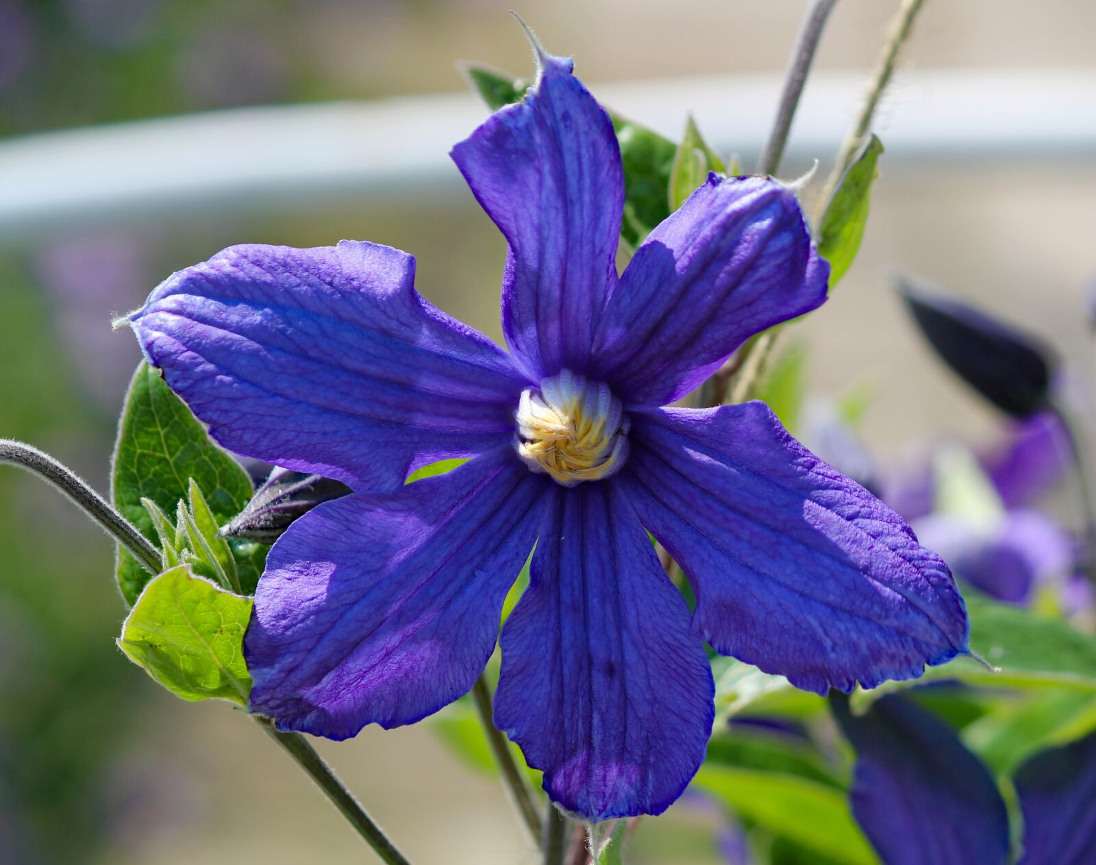 Canon EOS 550D (EOS Rebel T2i / EOS Kiss X4) sample photo. Flower, clematis, plant photography