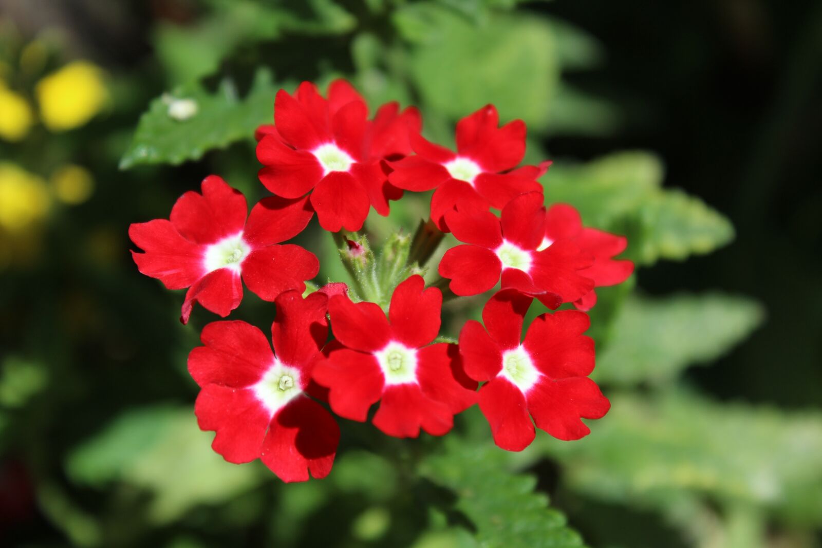 Canon EOS 600D (Rebel EOS T3i / EOS Kiss X5) sample photo. Flowers, verbena oficinalis, red photography