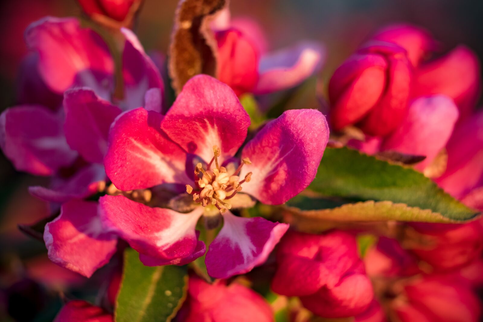 Fujifilm XF 55-200mm F3.5-4.8 R LM OIS sample photo. Flower, apple, heavenly photography