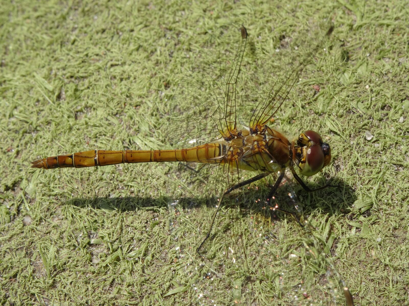 Sony Cyber-shot DSC-HX50V sample photo. Dragonfly, close up, nature photography