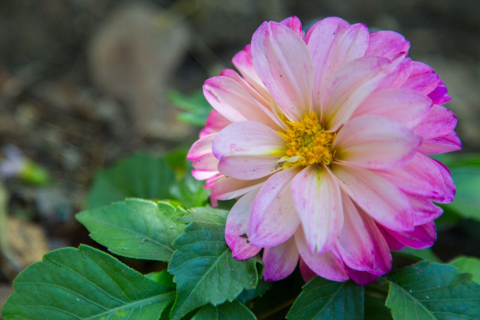Canon EOS 6D + Canon EF 24-105mm F4L IS USM sample photo. Nature, flower, flora photography