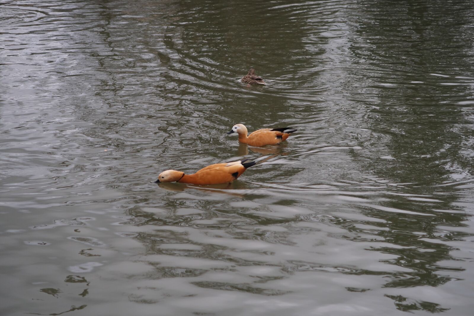 Canon PowerShot G7 X Mark II sample photo. Duck, pond, animals photography