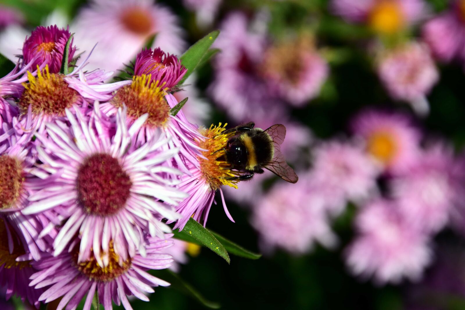 Nikon D3300 sample photo. Flora, nature, petal, flower photography