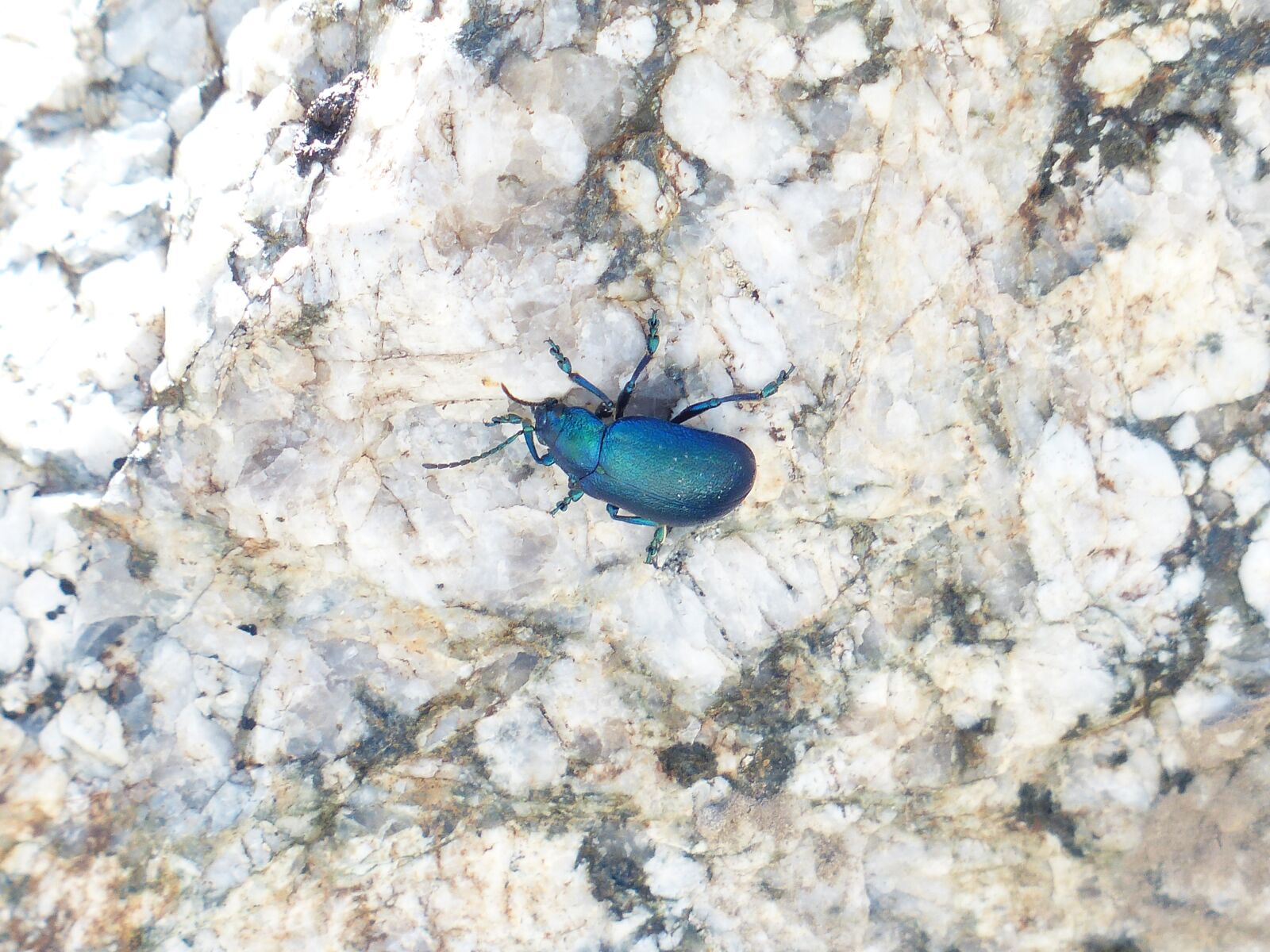 Panasonic Lumix DMC-FZ200 sample photo. Beetle, blue, glazed includes photography