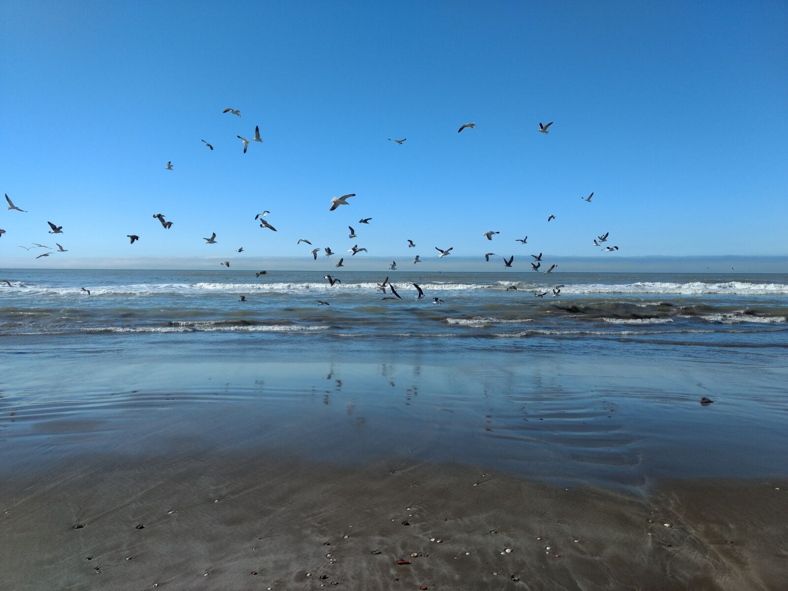 Motorola Moto G (4) sample photo. Sea, seagulls, nature photography