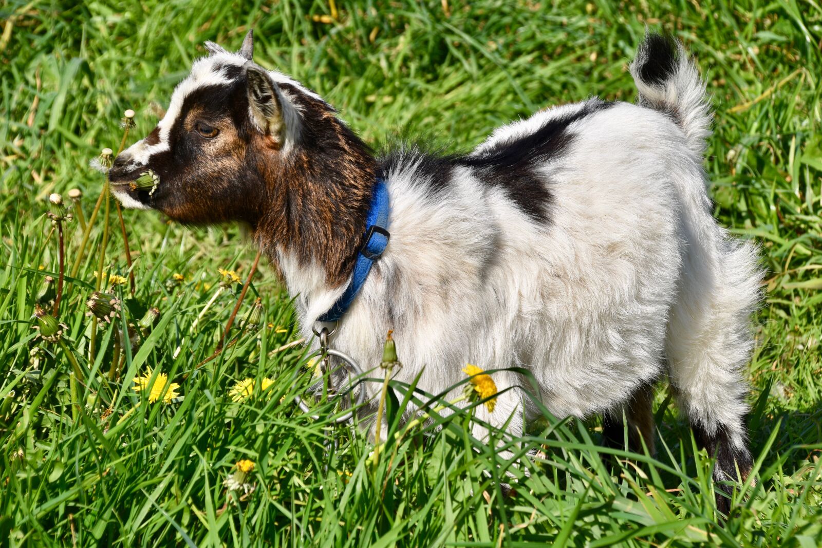Nikon D5600 sample photo. Goat, kid, goat dwarf photography