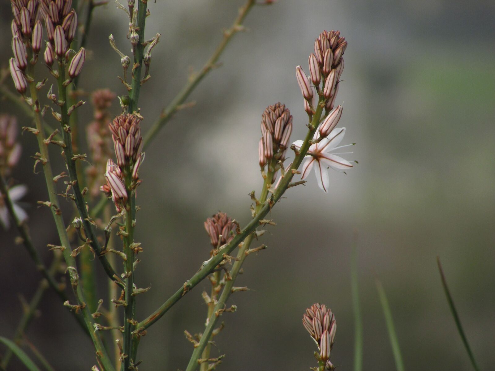 Canon PowerShot SX400 IS sample photo. Flower, flowers, nature photography