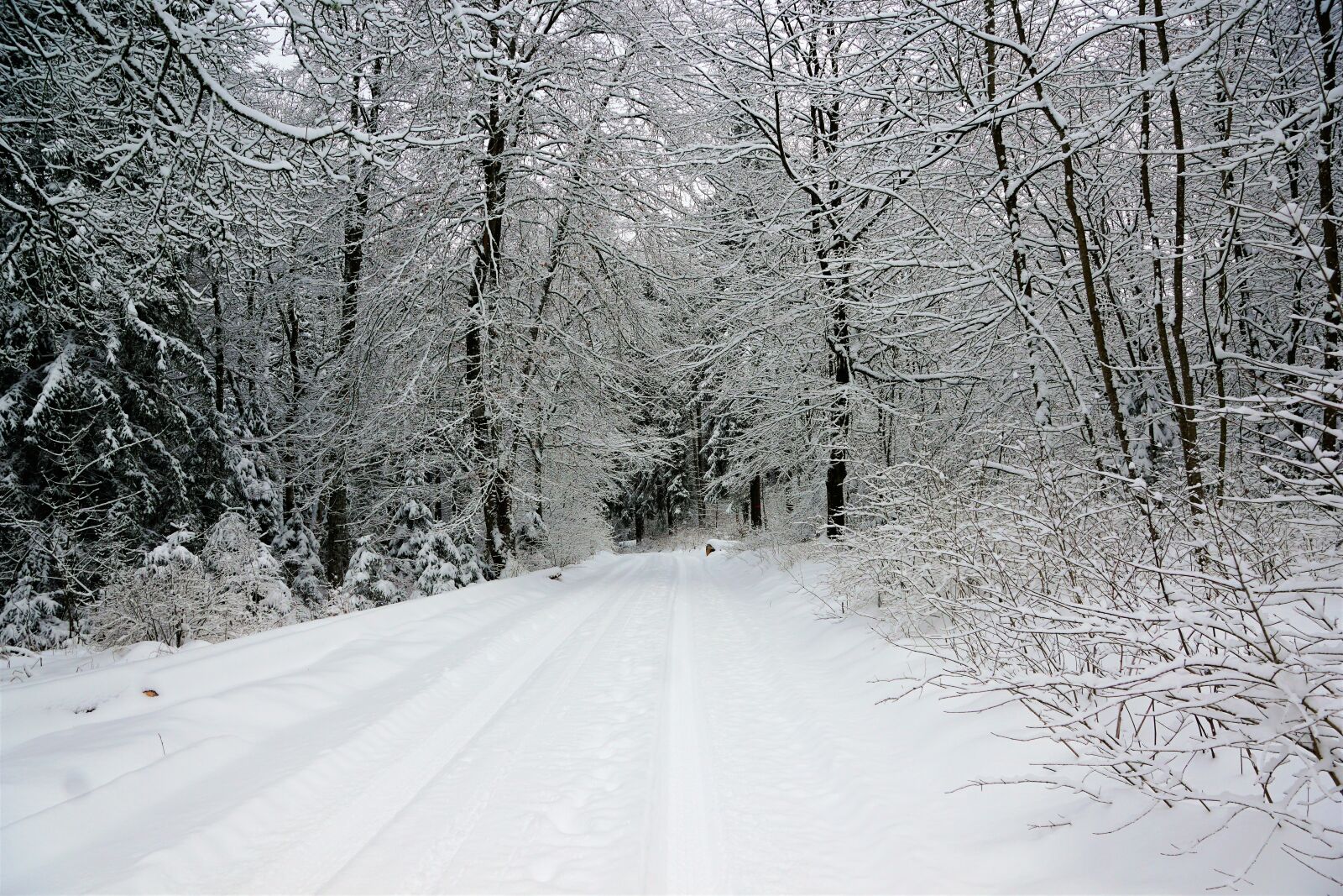 Sony ILCA-77M2 + Sony DT 16-50mm F2.8 SSM sample photo. Winter, snow, cold photography