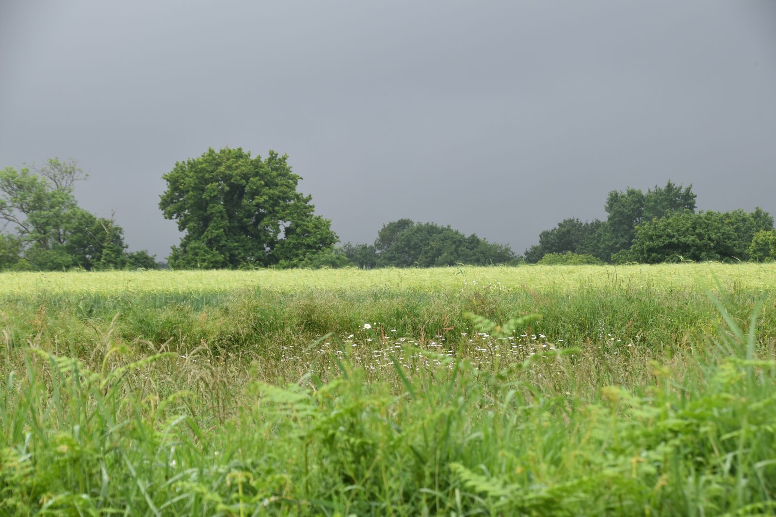 Nikon D5600 sample photo. Countryside, panoramic views, stormy photography