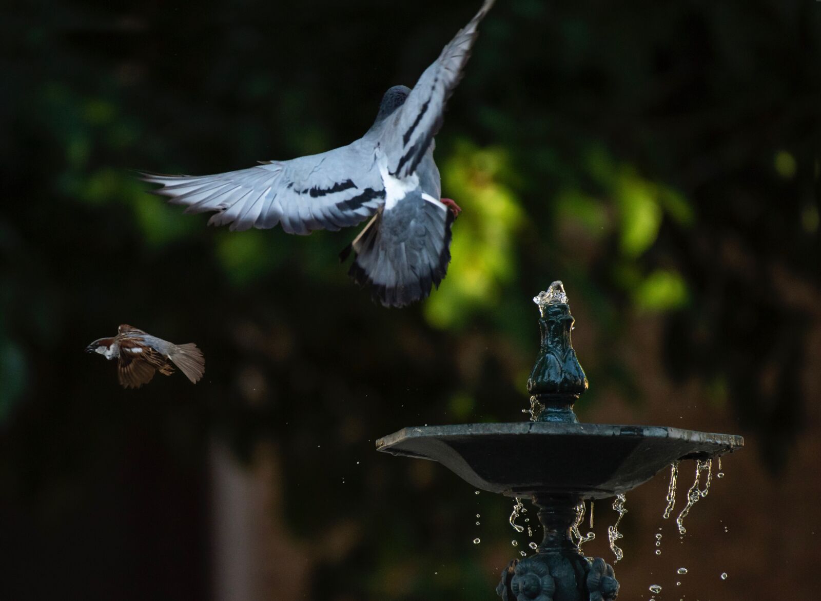 Nikon D810 sample photo. Water, share, nature photography