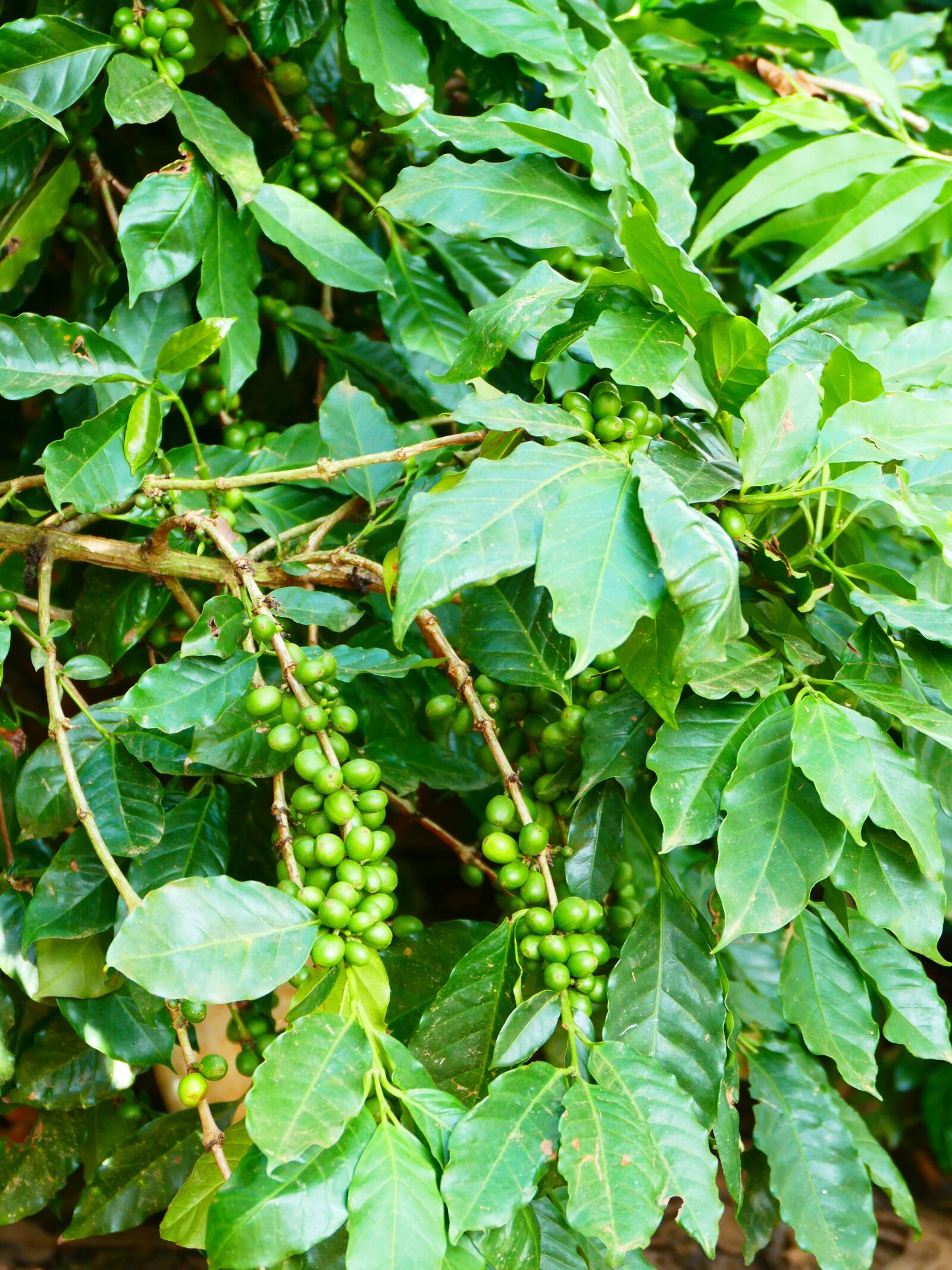 Panasonic Lumix DMC-FZ1000 sample photo. Coffee, coffee plant, coffee photography