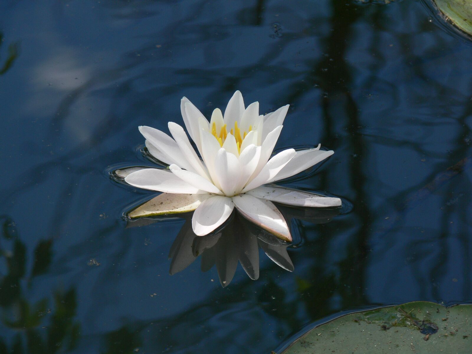 Panasonic DMC-FZ30 sample photo. Flower, pond, botany photography