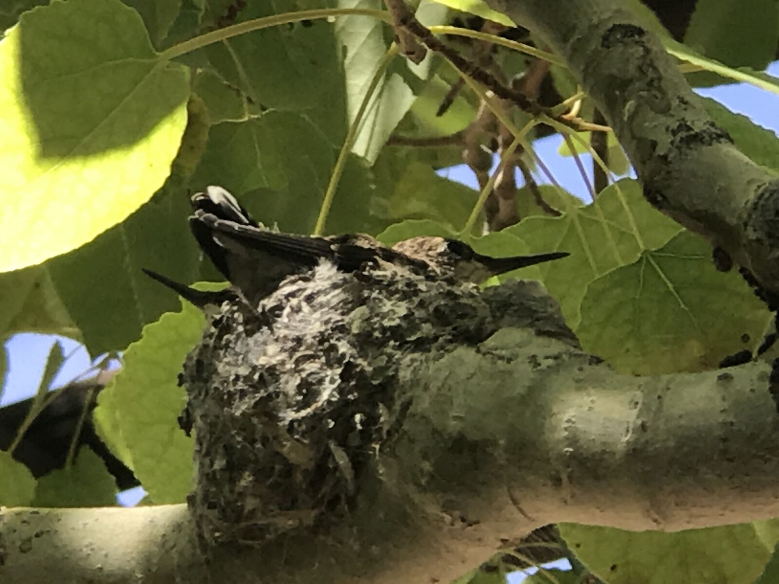 iPhone 7 Plus back dual camera 6.6mm f/2.8 sample photo. Humming bird, humming bird photography