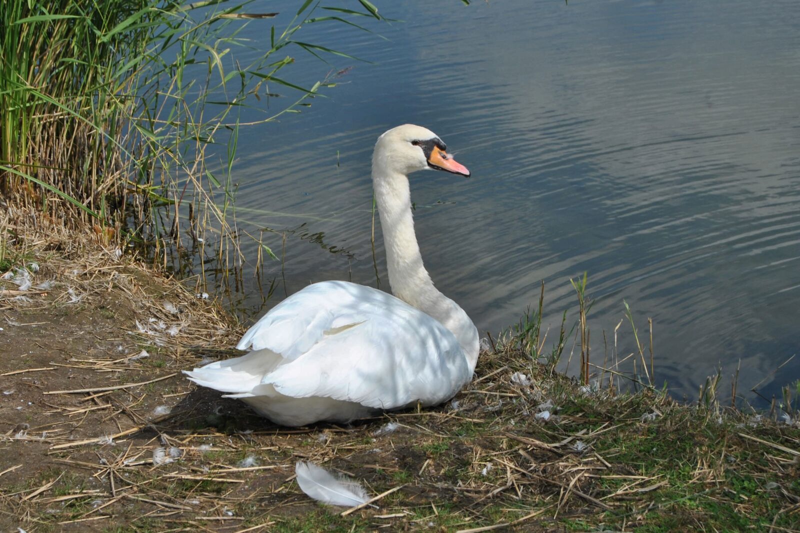 Nikon D3000 sample photo. Swan, mute swan, water photography