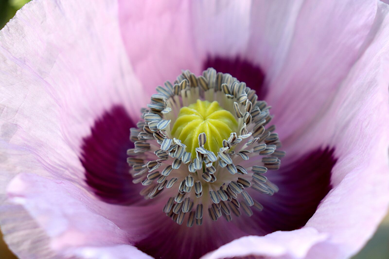 Canon EOS 800D (EOS Rebel T7i / EOS Kiss X9i) sample photo. Poppy, flowers, plants photography
