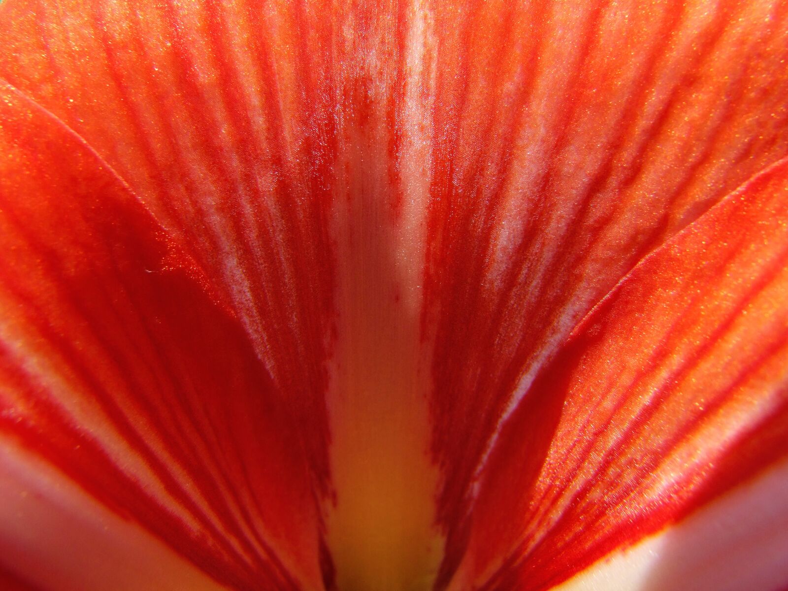 Fujifilm FinePix S100fs sample photo. Amaryllis, orchid, orange photography