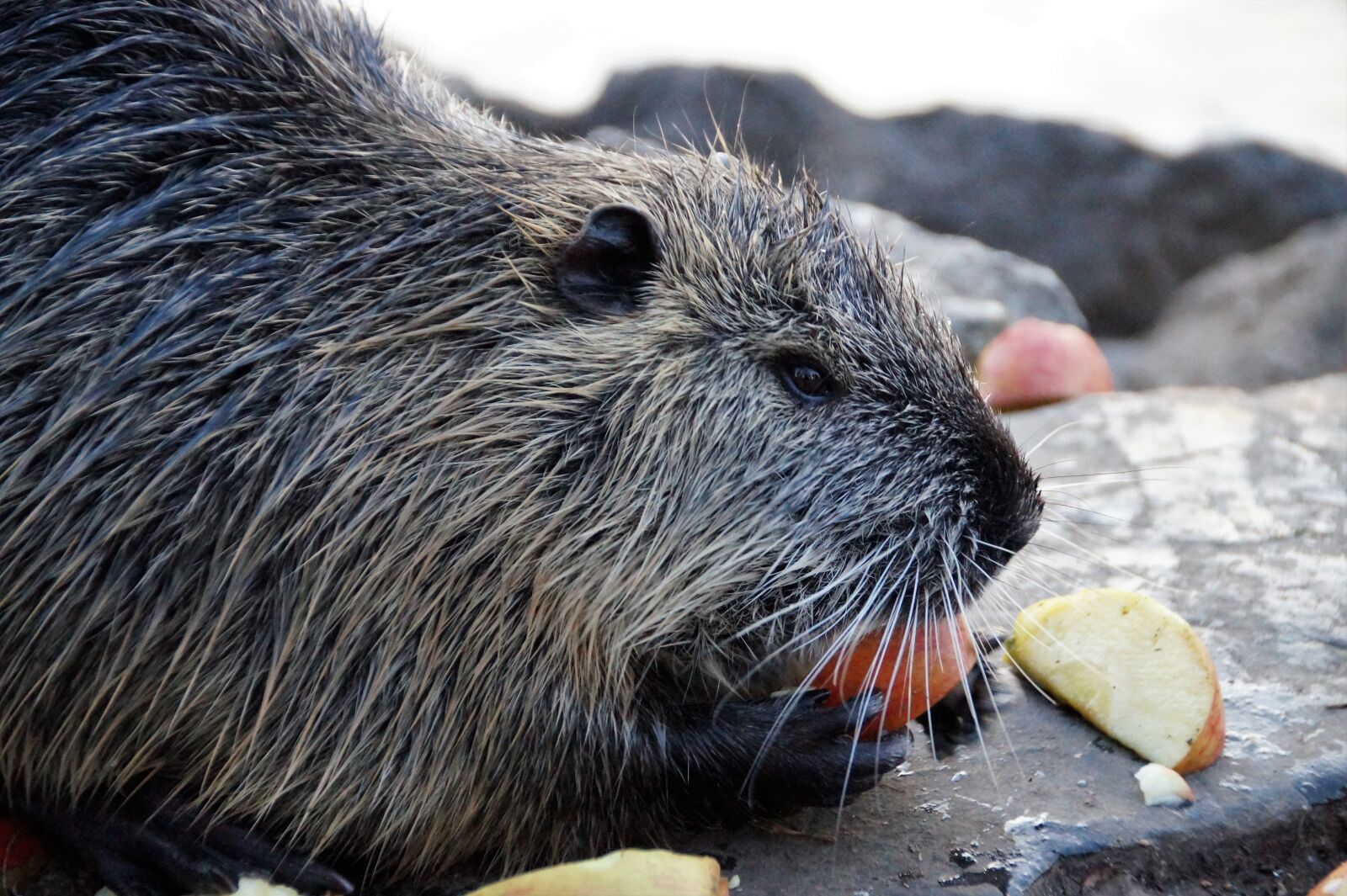 Sony SLT-A58 sample photo. Nutria, animal, rodents photography