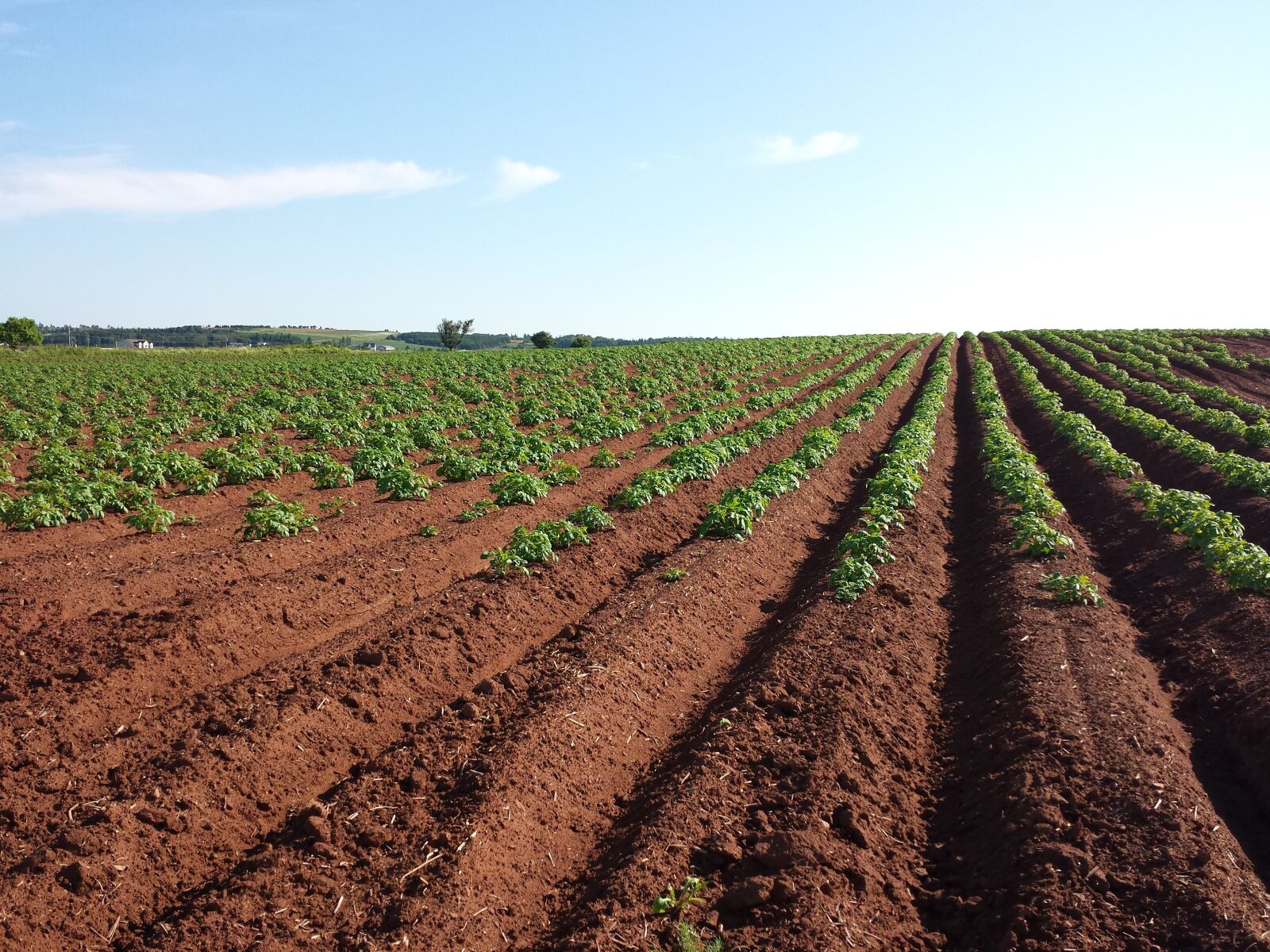 Samsung Galaxy S4 sample photo. Potato, field, crops photography
