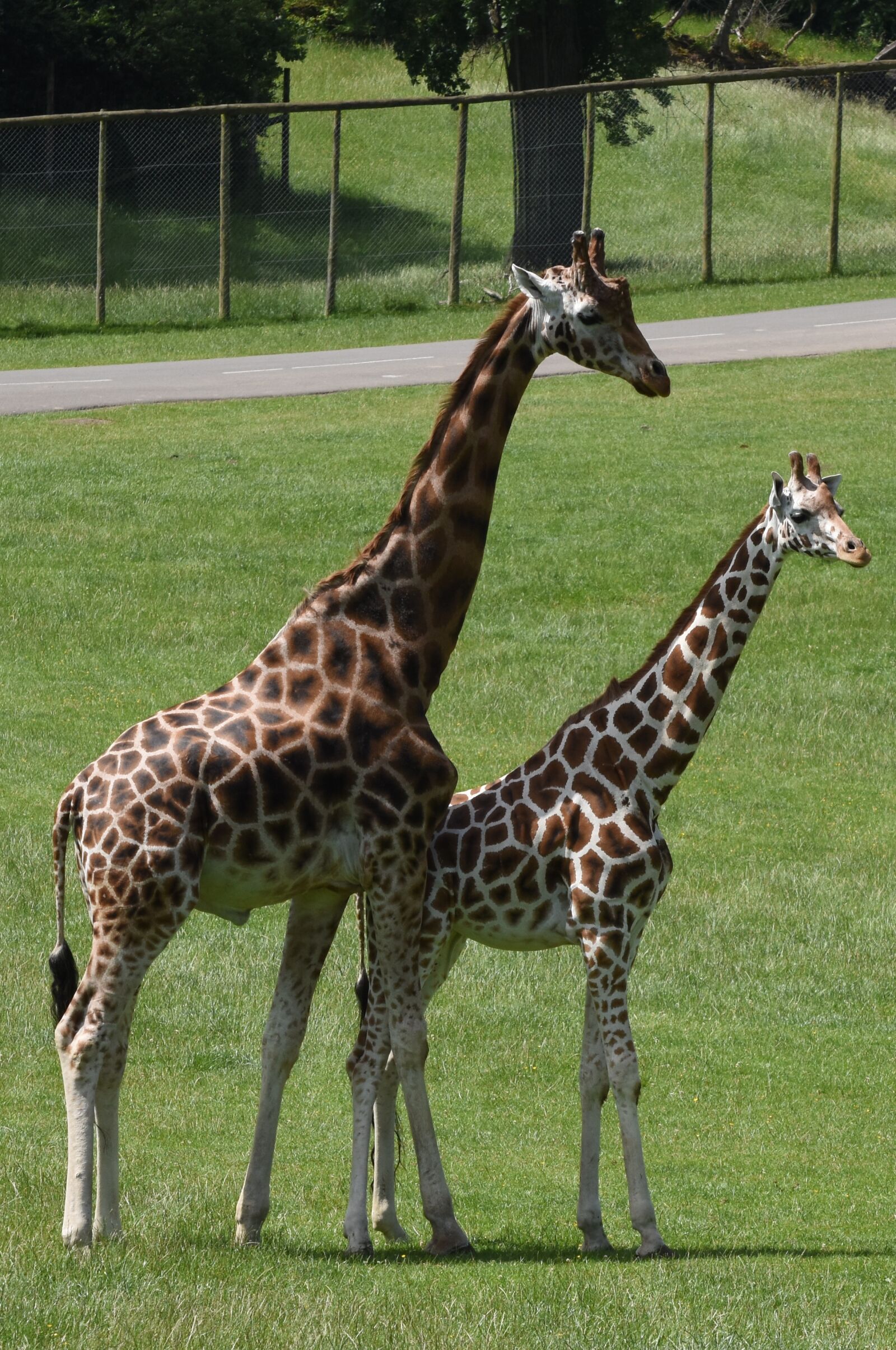 Nikon D5600 sample photo. Giraffe, mother, young photography