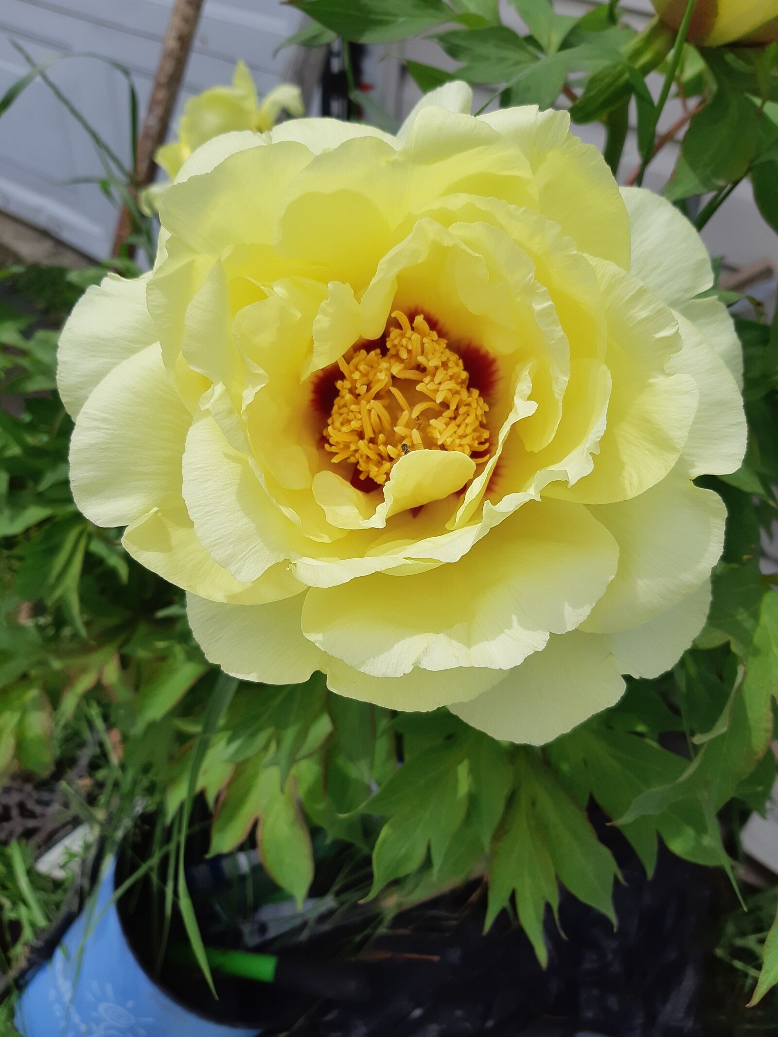 Samsung Galaxy A8(2018) sample photo. Flower, peony, bloom photography