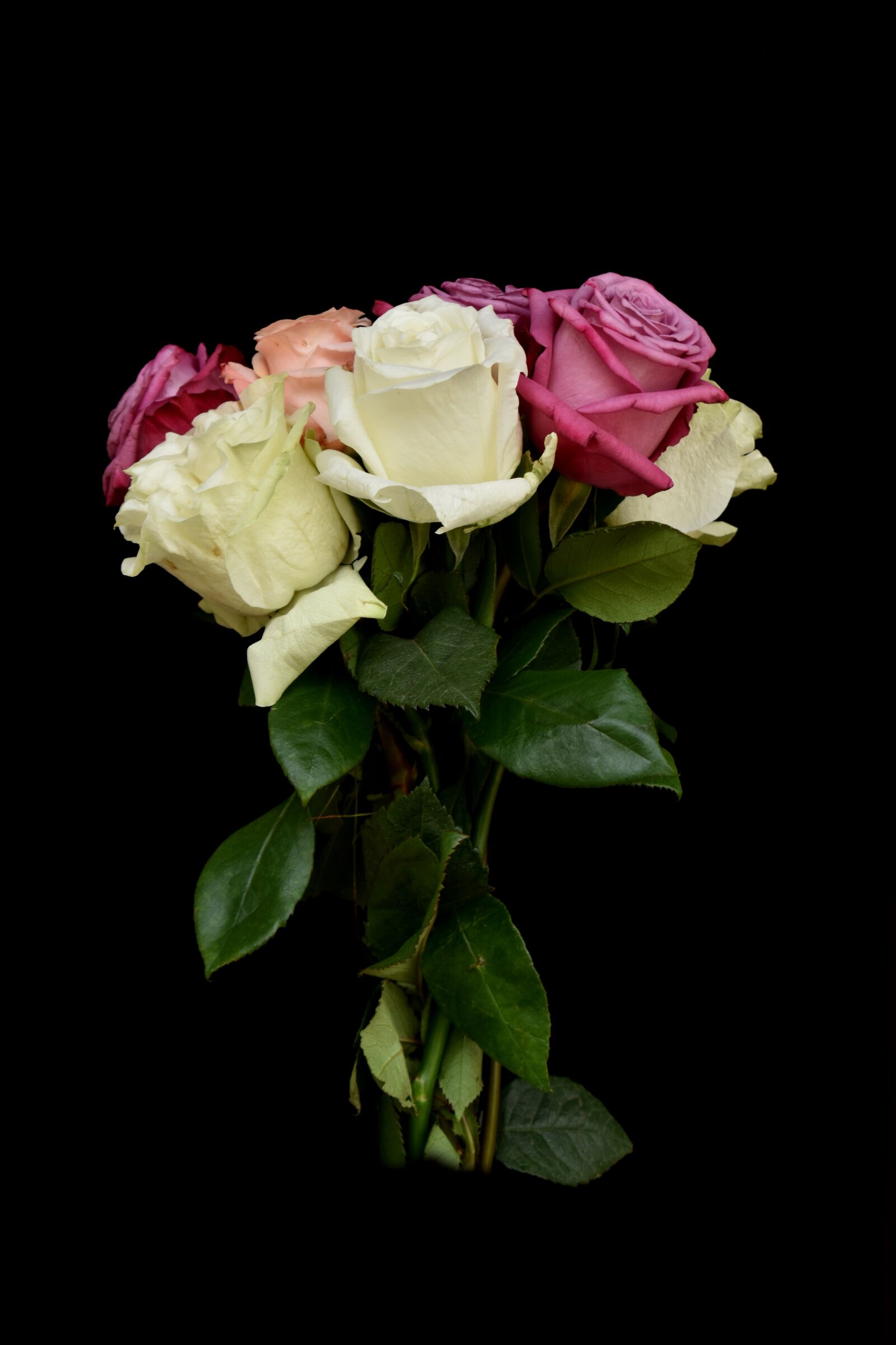Nikon D3500 sample photo. Roses, pink, rose photography
