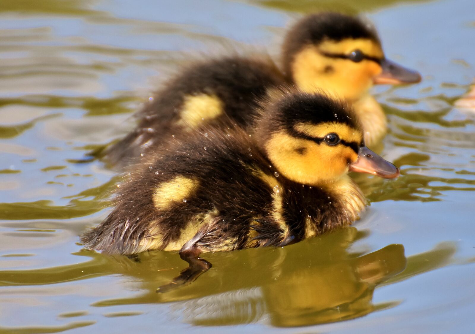 Nikon D7200 sample photo. Mallard, ducklings, duck photography