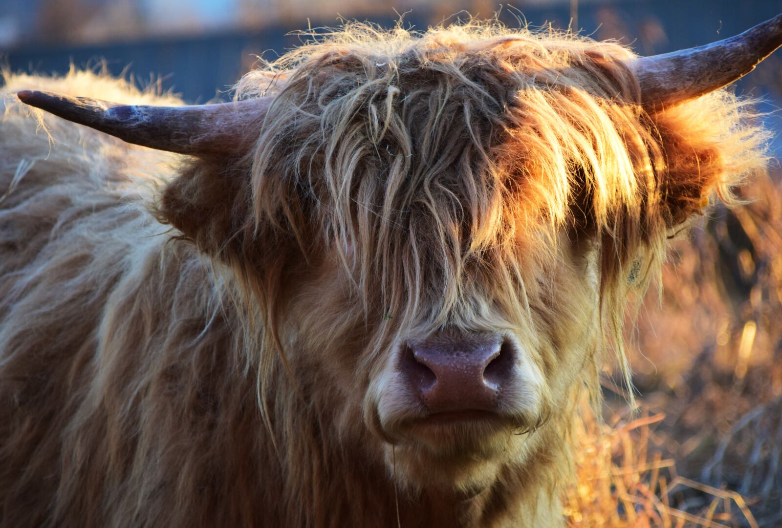 Nikon D3300 sample photo. Highland beef, beef, cow photography