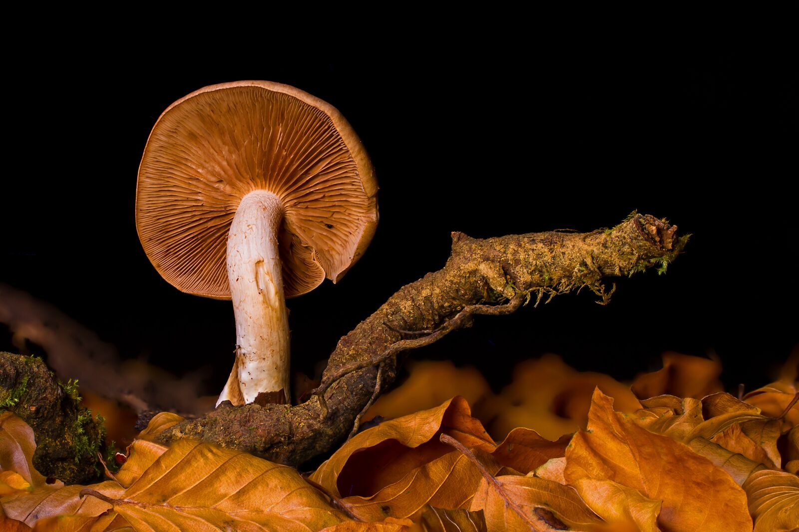 Canon EOS 7D sample photo. Mushroom, disc fungus, forest photography