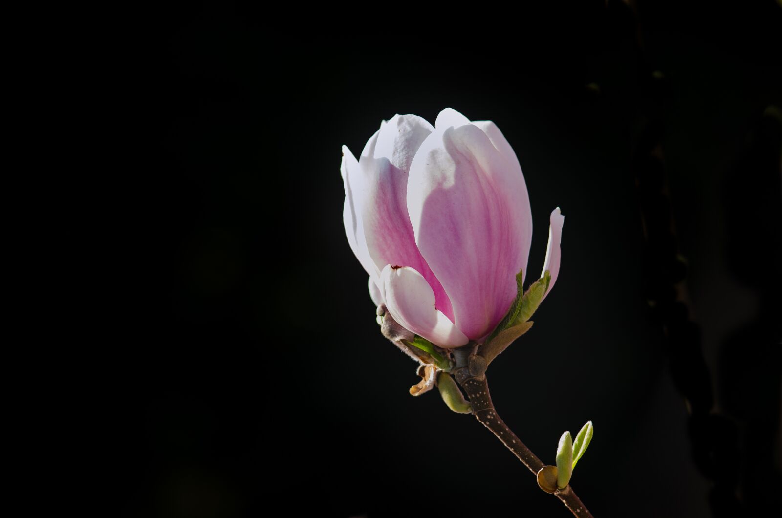 Nikon D5100 sample photo. Magnolia, blossom, bloom photography