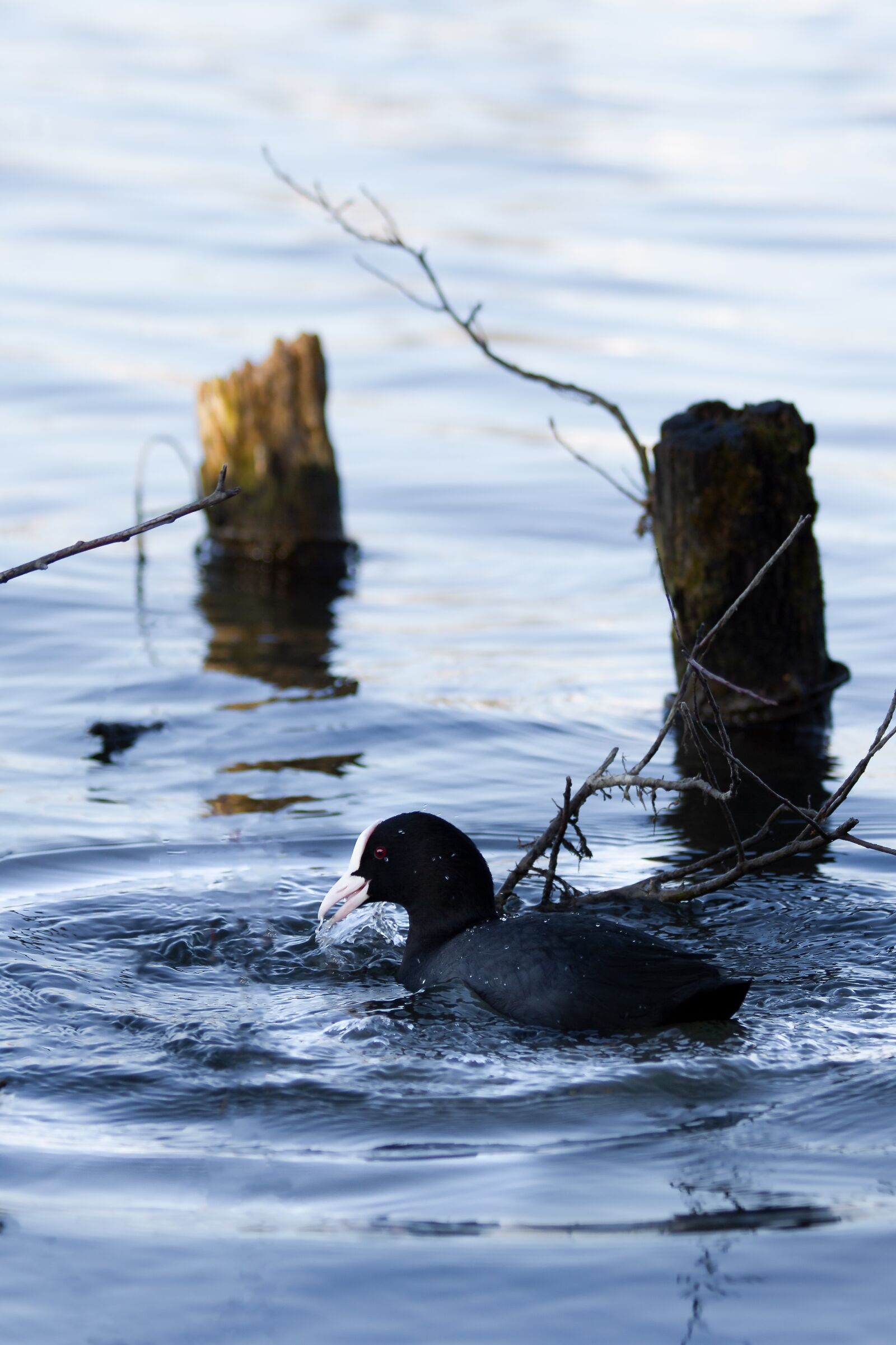 Canon EOS 7D sample photo. Seevogel, lake, water photography
