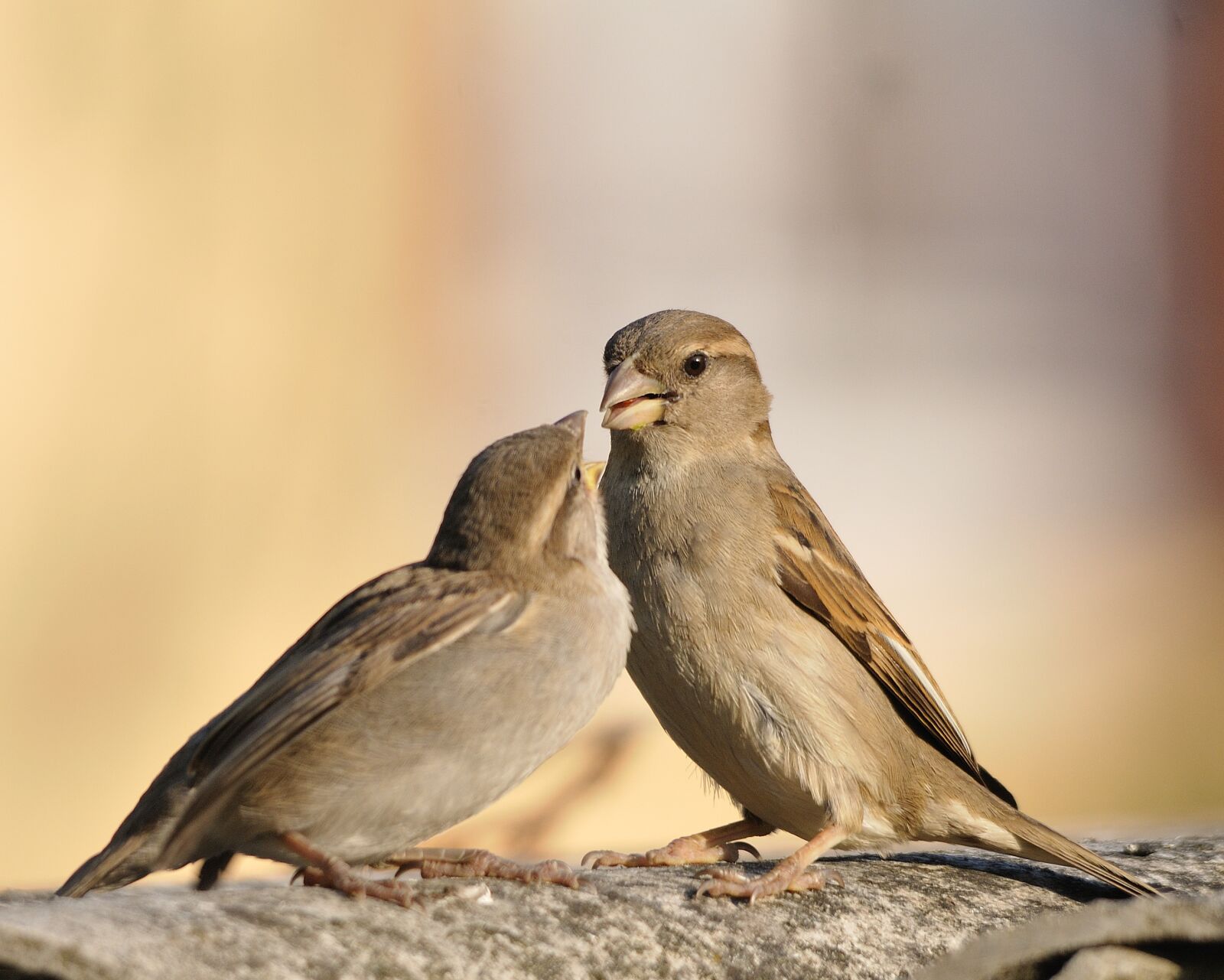 Nikon D300 sample photo. Bird, sparrows, little bird photography