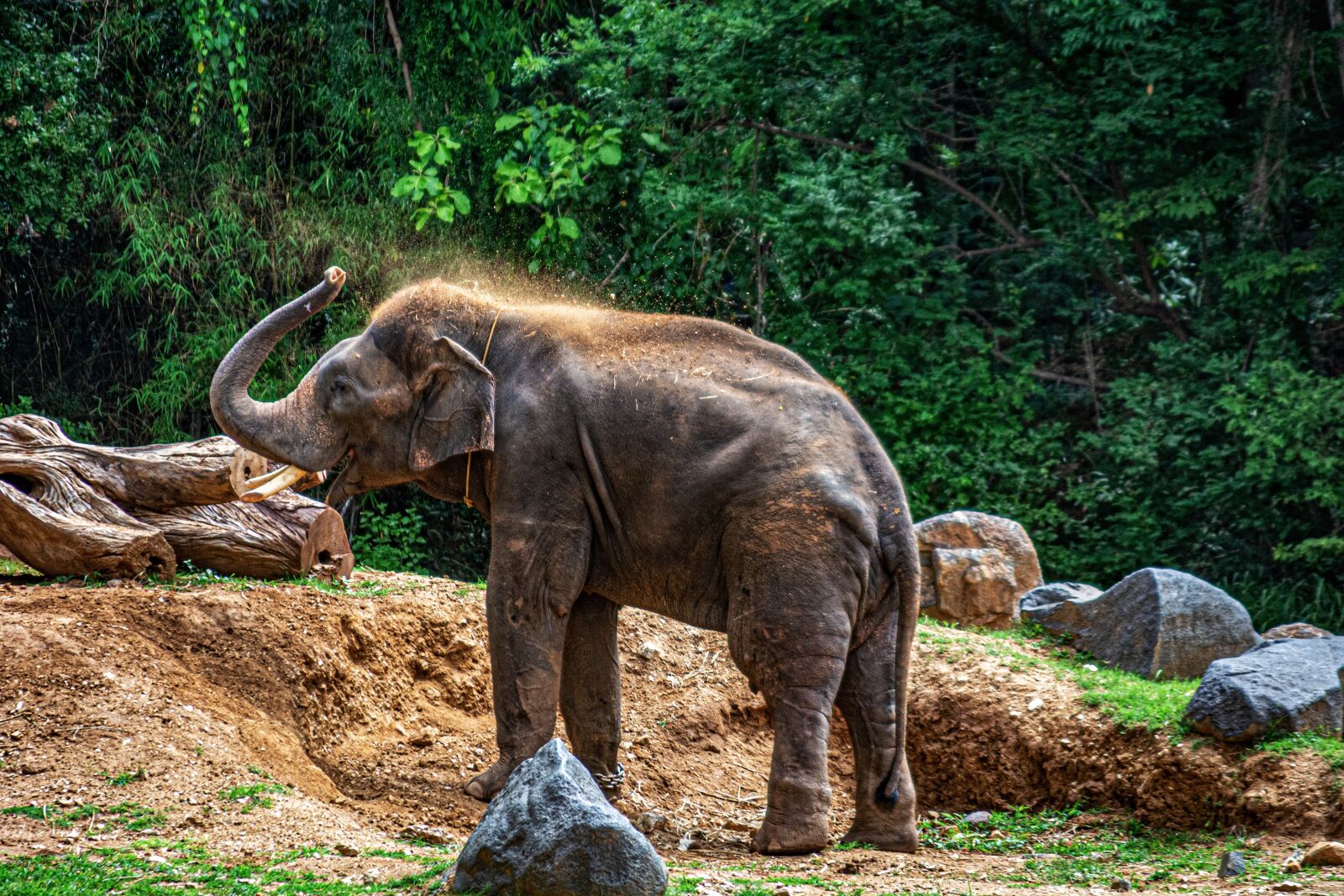 Nikon D5200 sample photo. Elephant, pachyderm, animal photography