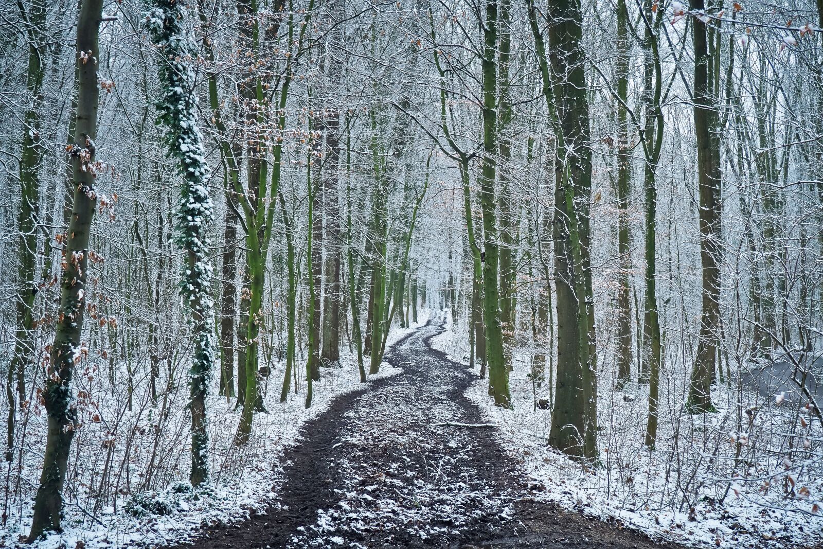 Olympus OM-D E-M10 sample photo. Forest, trees, snow photography