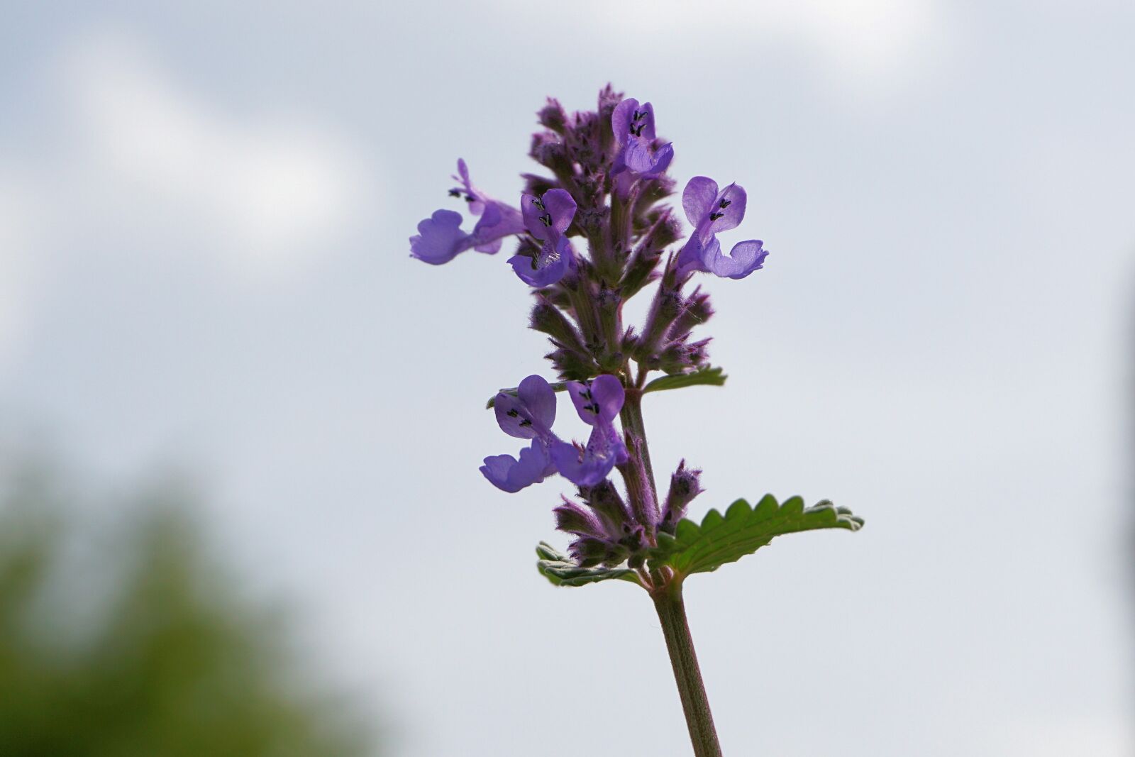 Sony a6000 sample photo. Flower, blossom, bloom photography