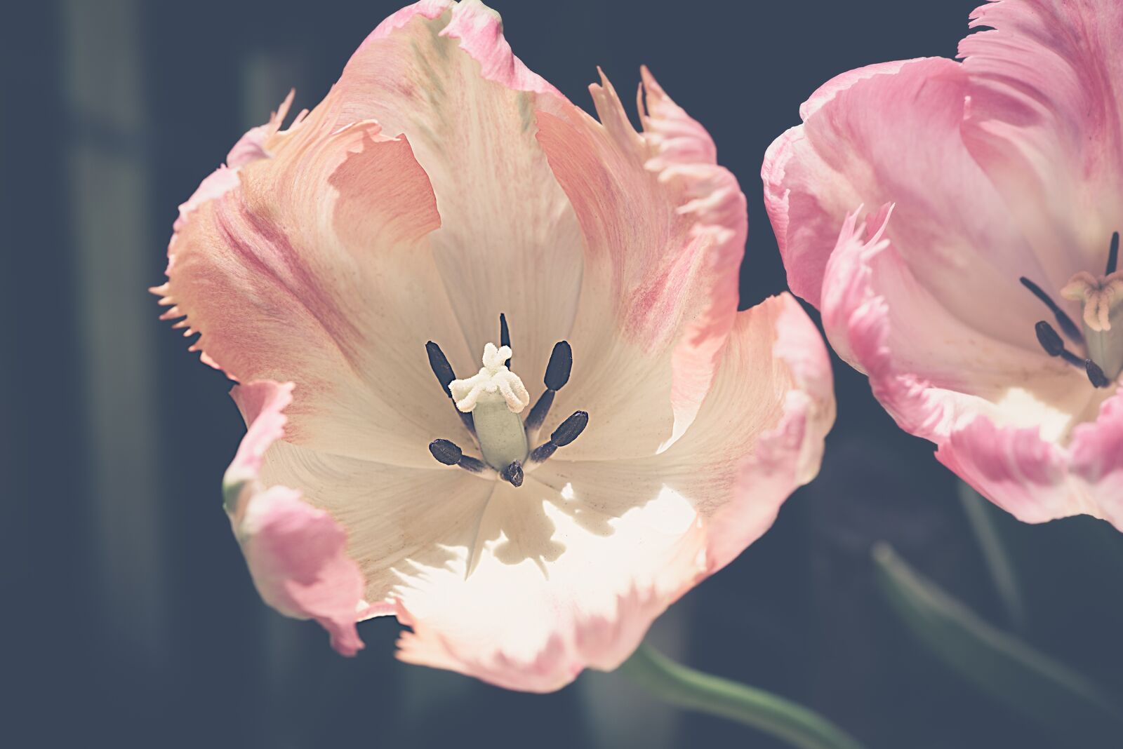 Nikon D750 sample photo. Tulip, flower, pink photography
