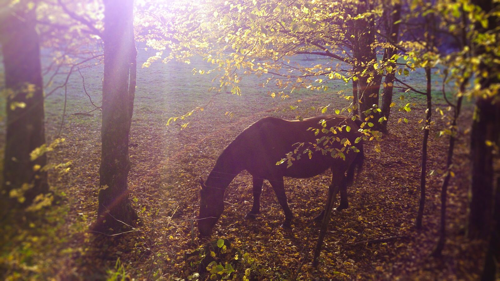 Sony Xperia Z sample photo. Tree, nature, wood photography