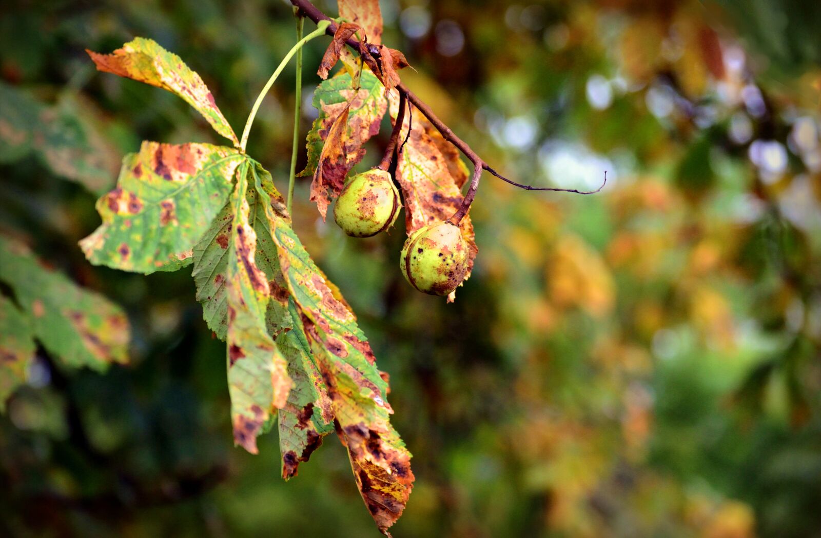 Nikon D610 sample photo. Chestnut, autumn, leaves photography