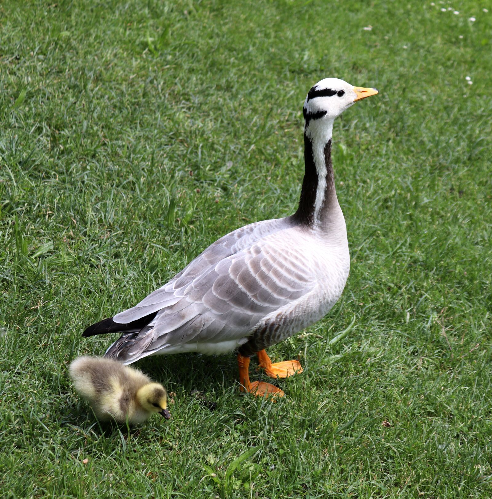 Canon EOS 200D (EOS Rebel SL2 / EOS Kiss X9) sample photo. Goose, chicks, nature photography