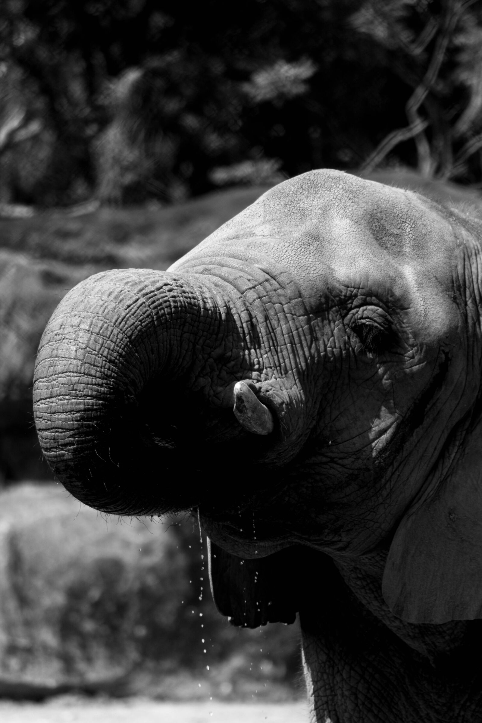 Nikon D5500 sample photo. Elephant, wild, safari photography