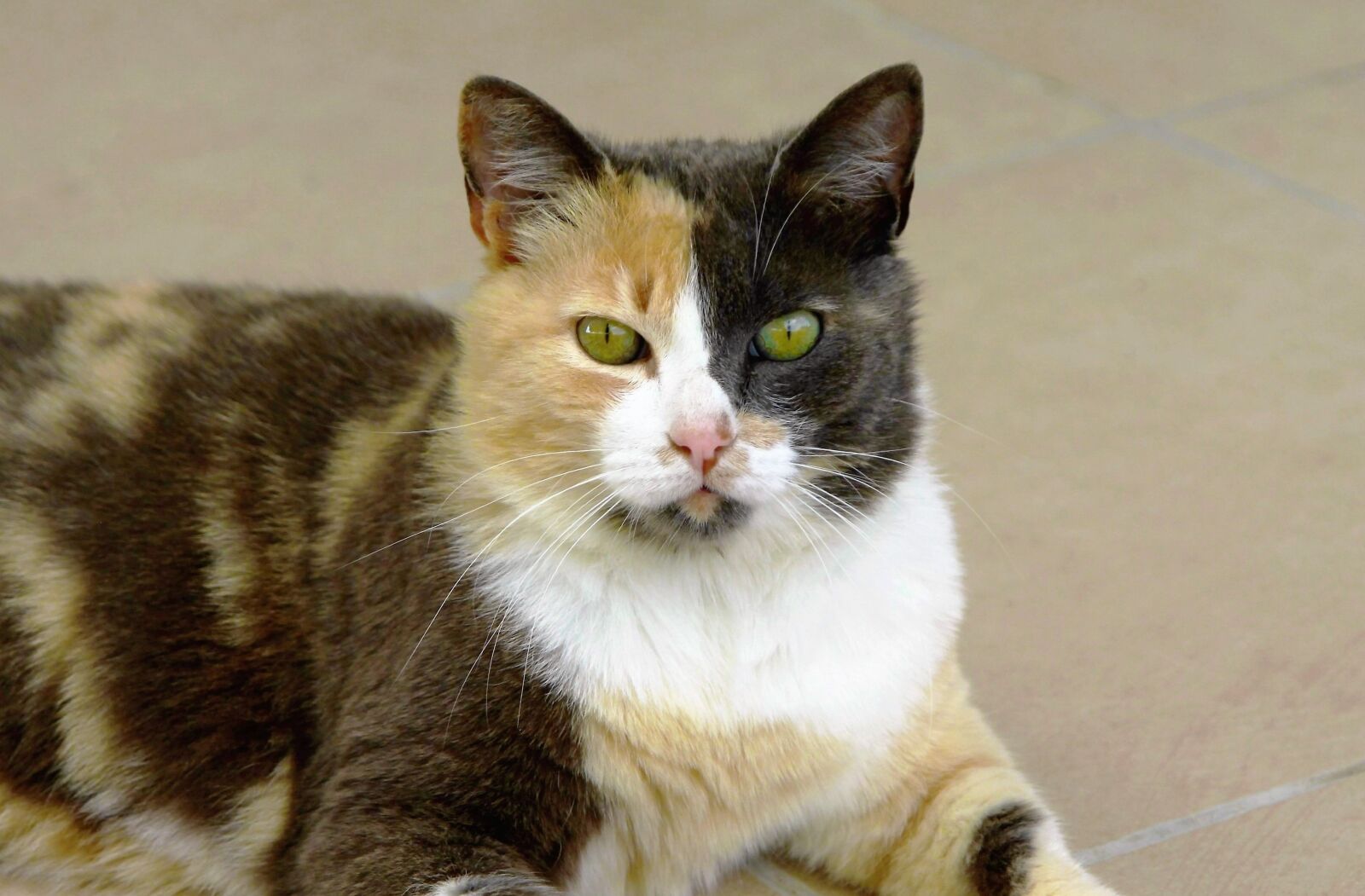 Canon EOS 50D sample photo. Cat, green eyes, sand photography
