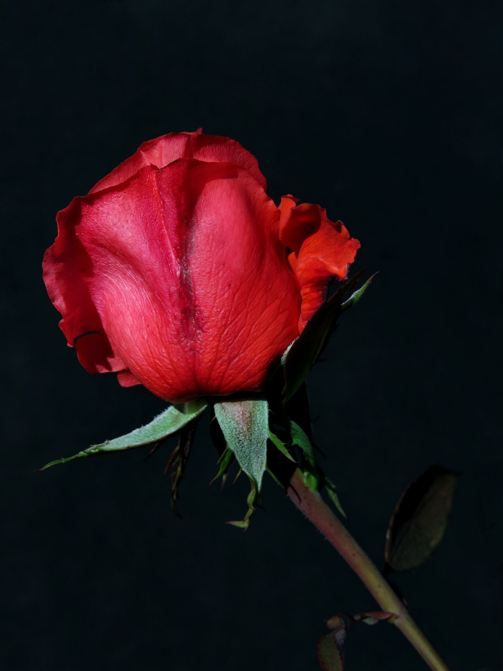Canon PowerShot G15 sample photo. Rose, red, flower photography